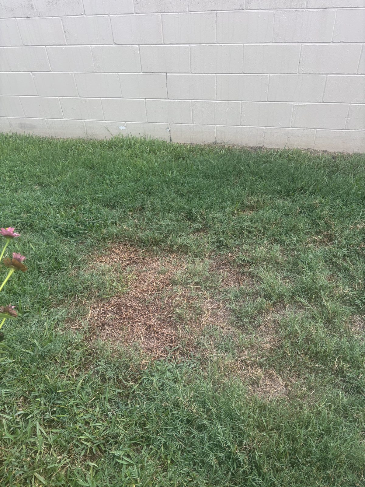 Brown patch fungus circular dead spot in a Saint Augustine grass lawn in Tampa, FL