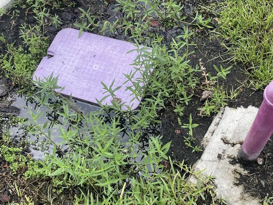 Reclaimed water irrigation valve box uncovered in a Tampa Bay yard with standing water